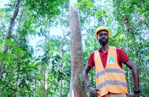La Banque Mondiale débloque 224,3 milliards de FCFA pour les PME forestières au Cameroun, Congo et RCA