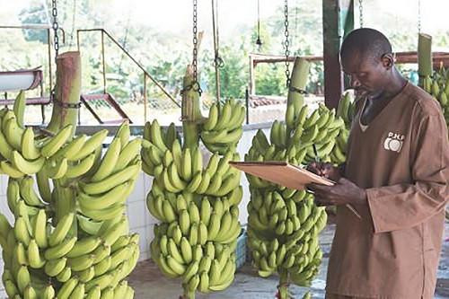 Hausse de 22,4% des exportations de bananes du Cameroun en mars 2026, tirées par la PHP