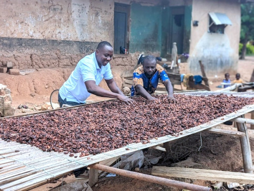 Cacao : Le prix au Cameroun remonte au-dessus de 1 500 FCFA à deux mois de la fin de la campagne