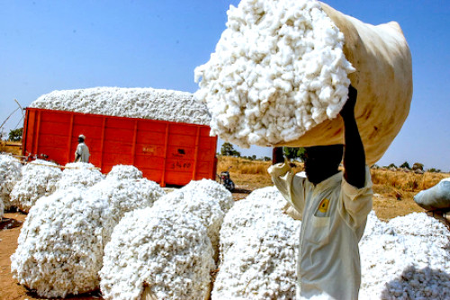 La Sodecoton vise une production record de coton au Cameroun en 2026, malgré les défis climatiques