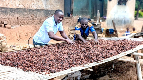 Cacao : le prix du kilogramme de fèves s'approche de 2000 FCFA à deux mois de la fin de la campagne 2025-2026