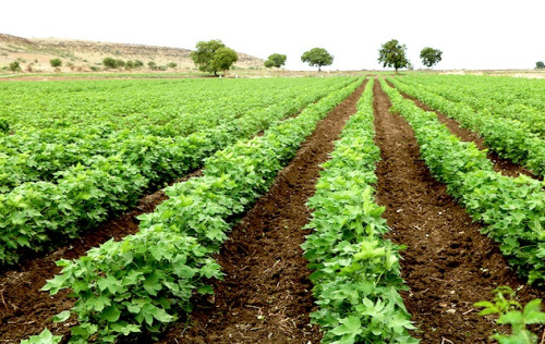 La Sodecoton exporte 18 570 tonnes de semences de coton de qualité vers cinq pays africains