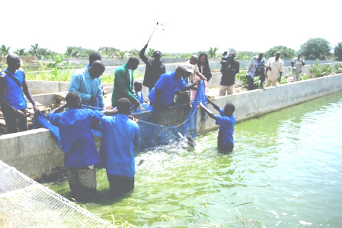 Le Cameroun ambitionne de produire 25 000 tonnes de poisson d'ici 2029 pour réduire sa dépendance aux importations