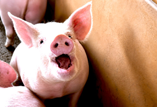 Cameroun : 5,6 milliards de FCFA pour moderniser la filière porcine avec trois fermes industrielles
