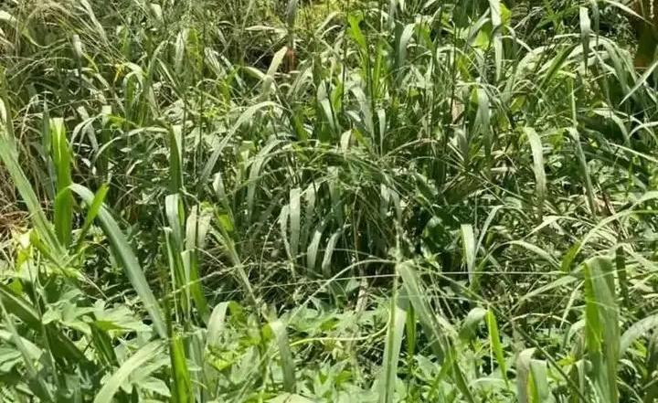 Cameroun : Une femme retrouvée assassinée dans la région de l'Est