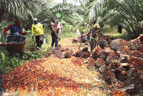 Huile de palme : Plus de 11 milliards de FCFA de revenus attendus pour les planteurs grâce aux nouvelles usines d'Opalm