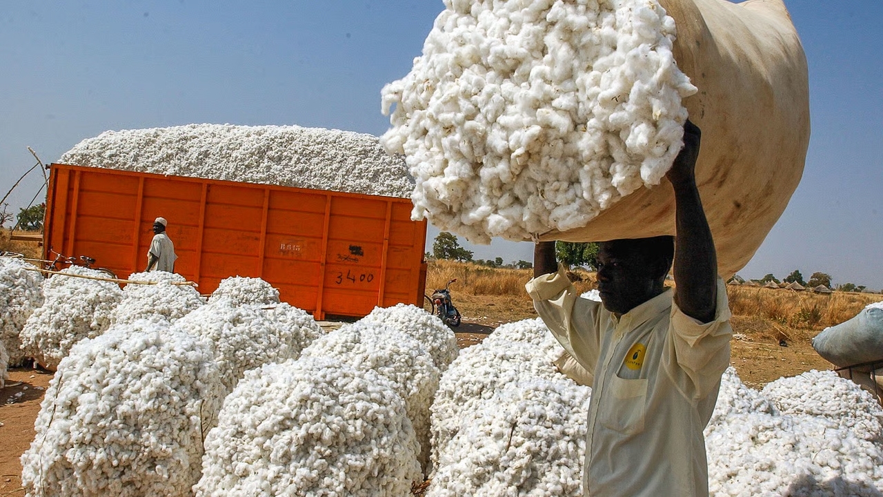 La Sodécoton réclame 53,5 milliards FCFA à l'État camerounais : Détails et enjeux
