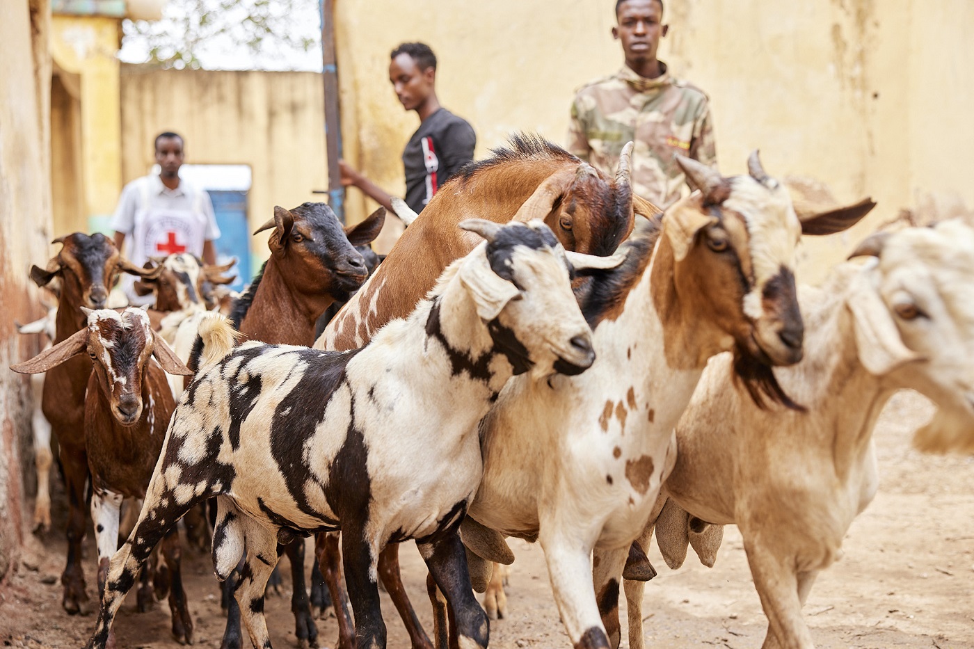 Aïd al-Adha 2026 : La Tabaski célébrée le 27 mai au Cameroun, marchés à bétail en effervescence
