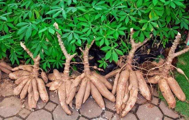 Le manioc : un aliment de base camerounais potentiellement toxique