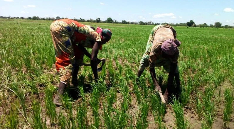 Cameroun : 800 milliards de FCFA investis dans le riz, mais les importations persistent