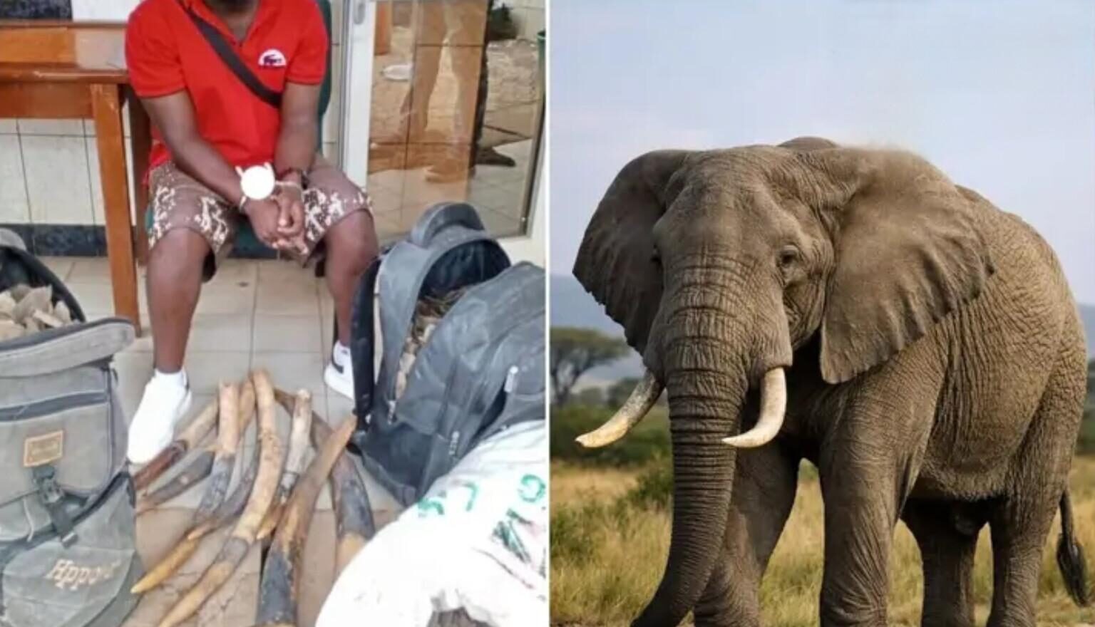 Trafic d'espèces protégées : un homme arrêté à Yaoundé avec des défenses d'éléphants et des écailles de pangolin