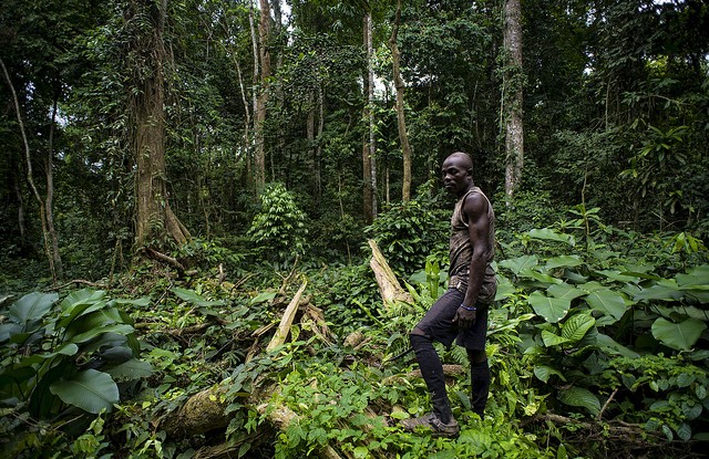 Journée internationale des forêts 2026 : les forêts, moteurs essentiels de l'économie mondiale