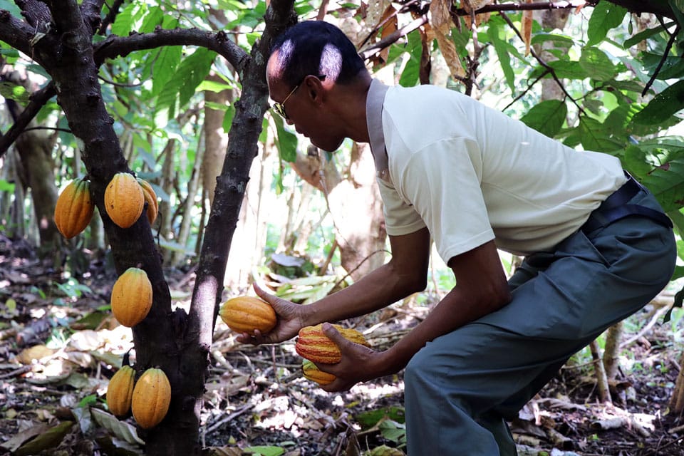 Crise du cacao au Cameroun : la transformation locale comme solution durable